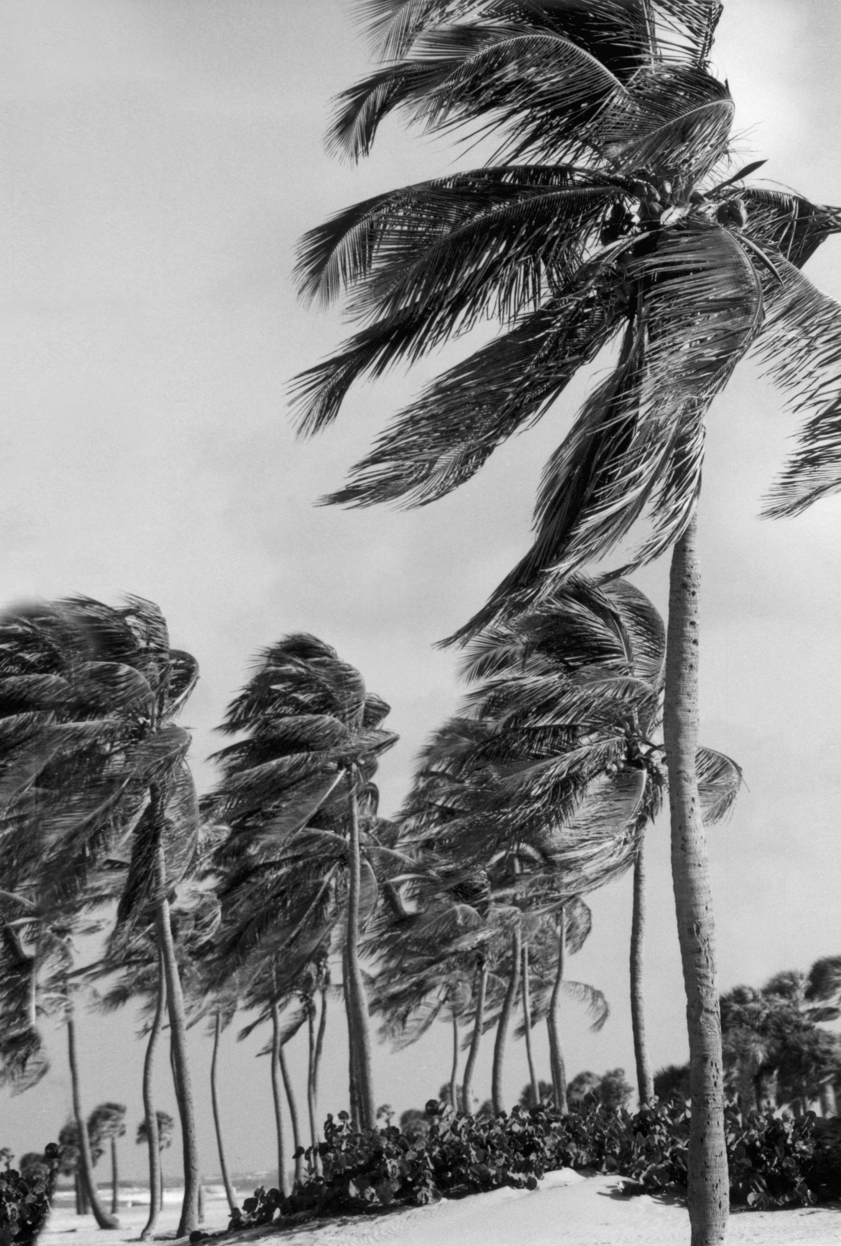 palmtrees10x13