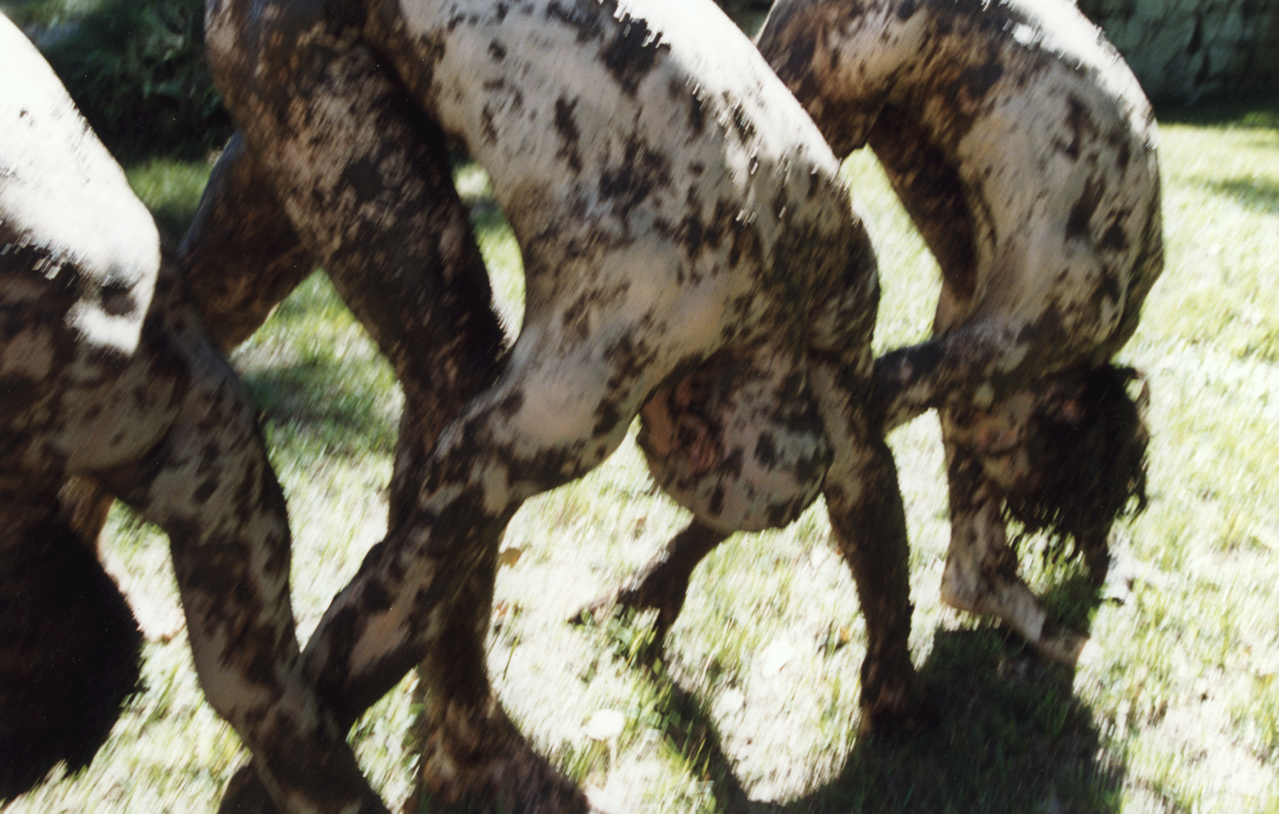 pilobolus294858_25_20